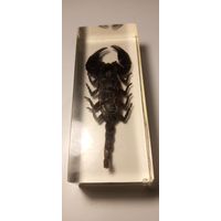 Скорпион в эпоксидке