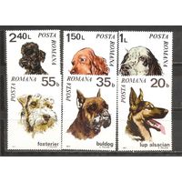 ФФ1 Румыния 1971 Собаки