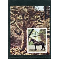 ОАЭ Шарджа. Лошади. Блок