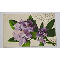 1908 год Либава   Открытка