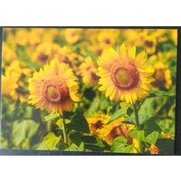 Беларусь 2021 открытка подсолнечники.