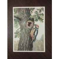 Средний дятел.