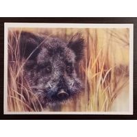 Исаков Кабан 1989 чистая открытка СССР