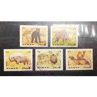 Аджман. Фауна (572)