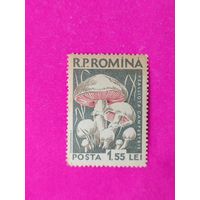 Румыния. Грибы. ( 1 марка ) 1958 года. 4-19.
